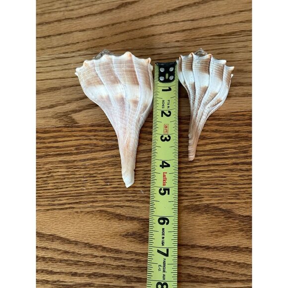 Pair Of Natural Ridged Seashells Sinistrofulgur perversum the lightning whelk - Picture 11 of 14